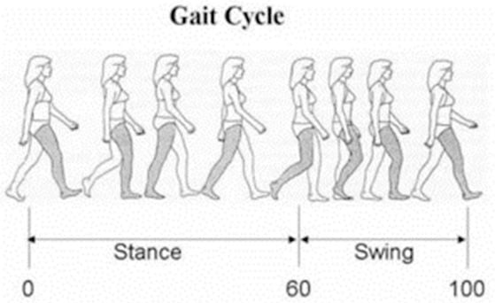 Biomechanics of Movement Gait Analysis Prof Nicola Portinaro