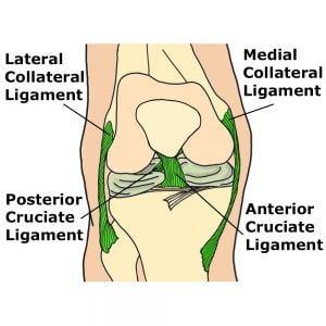 knee ligaments acl anterior cruciate ligament
